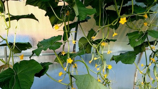 ��� ������� ��������� ������ � �������: �������, ������ � ������