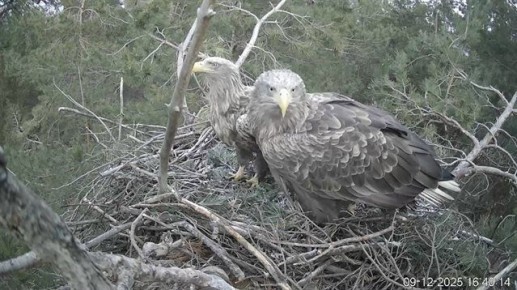 Снегопад, обрушившийся на Ульяновскую область, сказался и на жизни пернатых жителей нашего региона