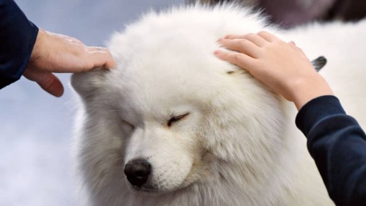 � ����� ��������: � ������ ��������� � ����������� �������� ��������