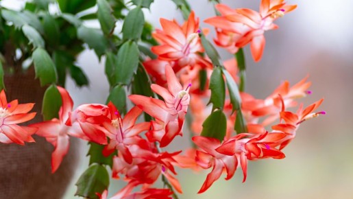 �� �������� �� ��������: �������� �������� ���������� ����� ������ ���� ��������