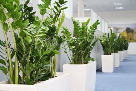 ��� ���������� ������������: ������� ����� �� ���������� �������