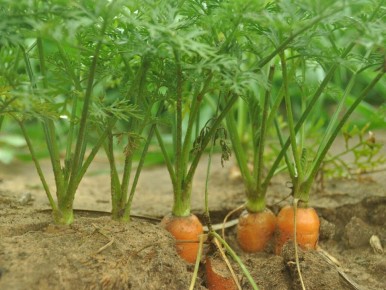 ����� ����� ����� � �������: ���������� � ������� ���������