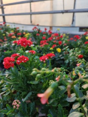 В такой морозный день, как сегодня, многие мечтают о том, чтобы поскорее пришла весна