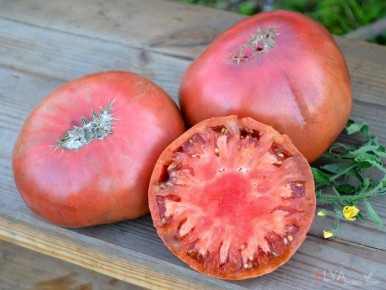 ����� ��������� ������: ��� ��������� ������������ ���� � ������������ ������