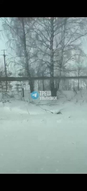 Волка заметили в Барышском районе