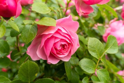 Зачем ухаживать за розами, если климат мешает и сроки сжаты