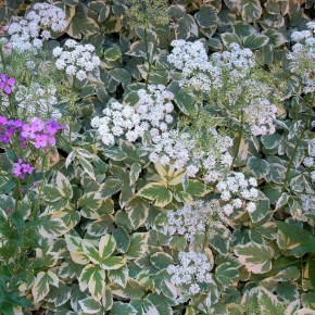 ������������ �� ���������� � ������� ��� ��-�������: ����� ������������ �������� ��������