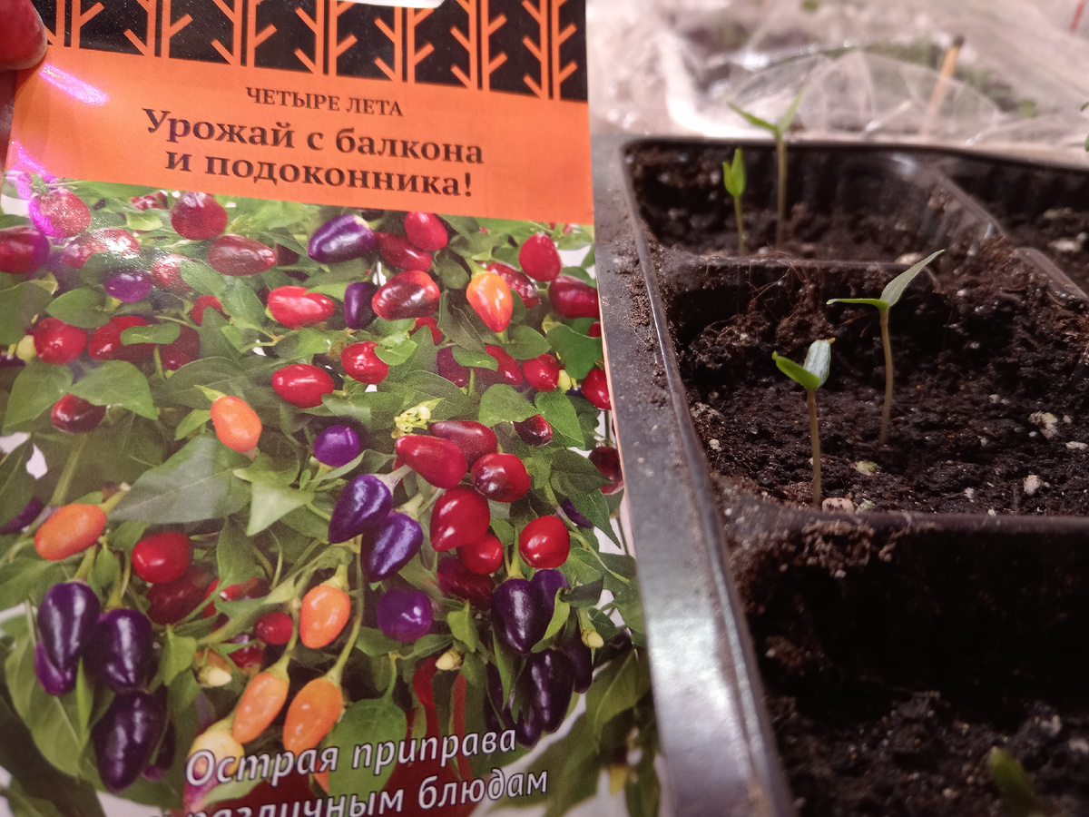 Почему не всходит перец: серьезные ошибки огородников