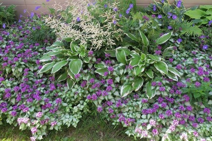 Редкие цветочные сокровища для тенистого сада