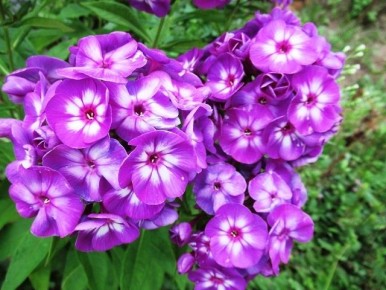 Как добиться пышного цветения флоксов: секреты ухода и подкормки