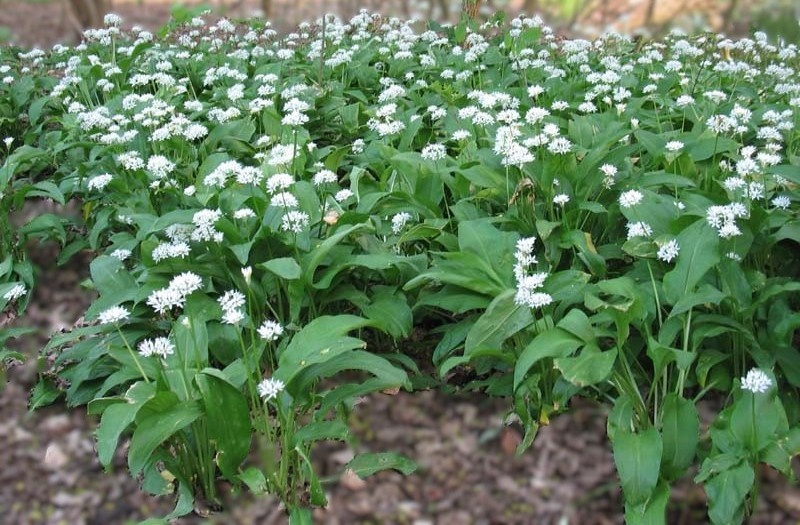 Выращивание черемши: простое решение для вашего дачного участка