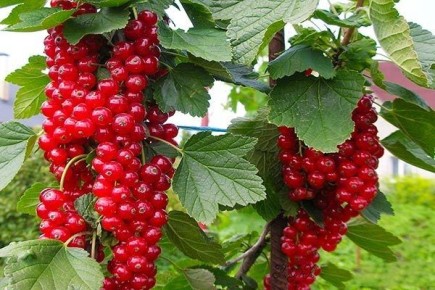 Как размножать и выращивать смородину Ровада