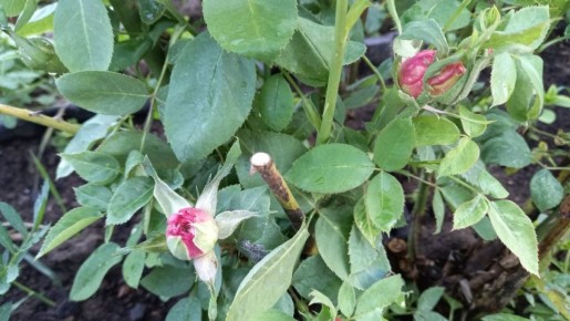 ��� ���������� ������ ����� �������� ���: ������� ������ �������