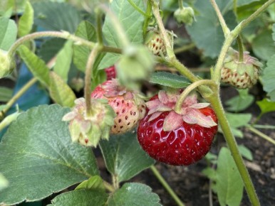 ������ �������� ������������ �� ����� �������� ����� �������