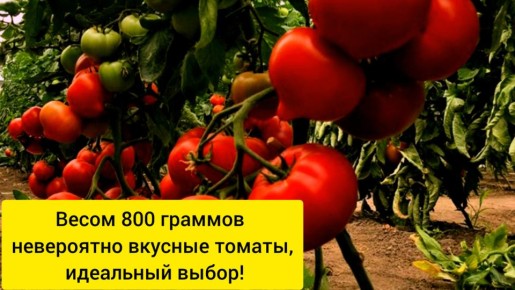 ����� �������, ������� ������ ������� � �������� �������� ������