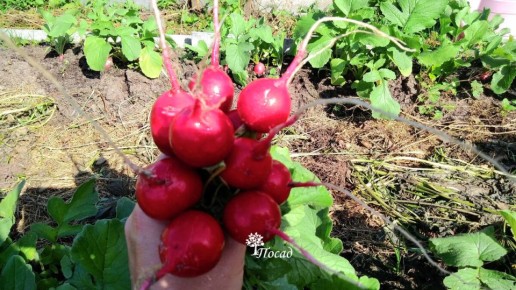 ����������� ���������� ������������ � ������� � �������: ��� ������� �� ����� ����