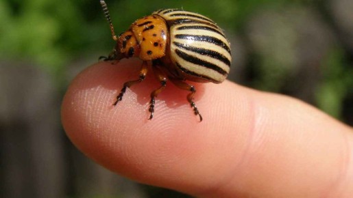 Способы борьбы с колорадским жуком: простой подход к сложной проблеме