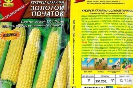 Кукуруза Золотой початок: секреты успешного выращивания и неописуемого вкуса