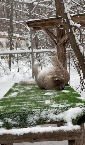 ���� ���� � ����������� �������� �������� ������� ������