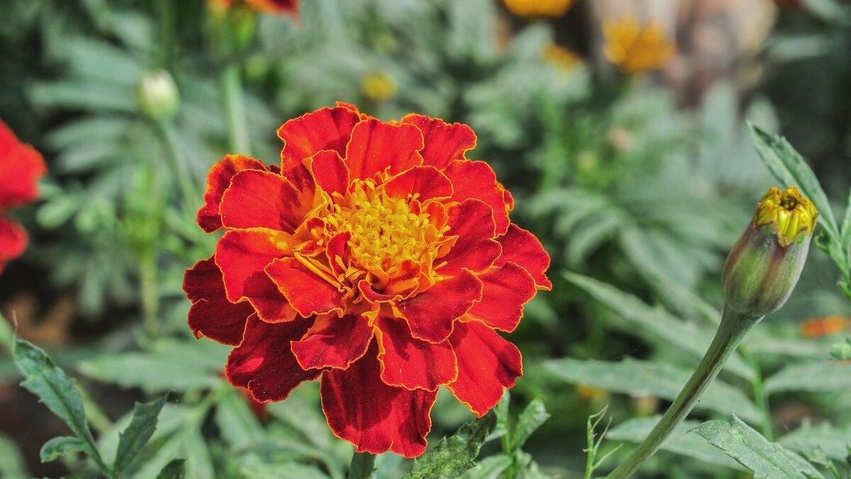 Секреты успешной посадки бархатцев