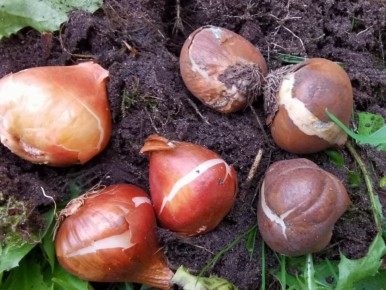 Необычная посадка тюльпанов: как кашпо может изменить ваш сад