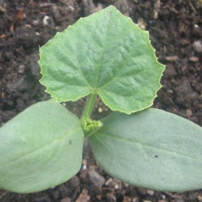 ��� ����� ��������� ������ �� �����������: ������ ��� ����������