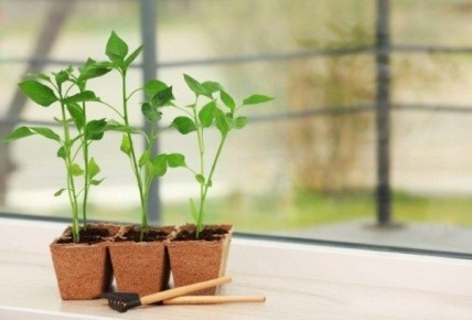 Как выбрать идеальные приспособления для выращивания рассады