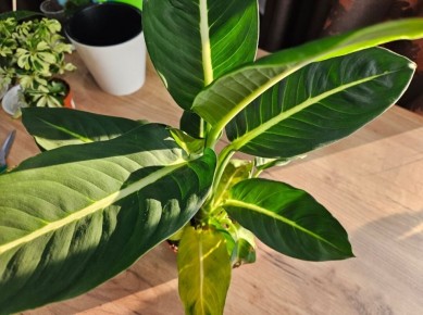 Как ухаживать за новым растением: советы для успешного роста