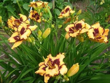 Как защитить лилейники от вредителей и болезней