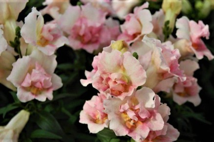 ������������ ���������: ������� ����� �� ������� ����� � ����� ����