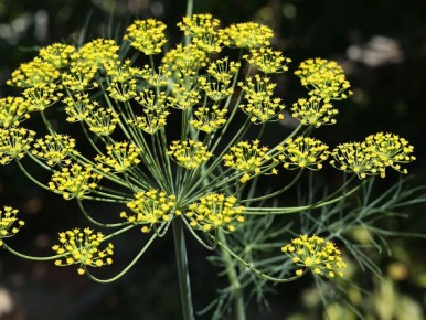 Как предотвратить стрелкование укропа: полезные советы для садоводов