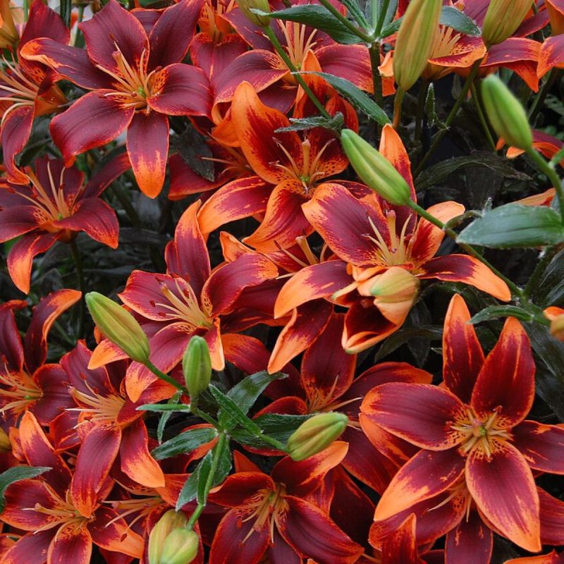 ���� �� ������� ����� ��������: ��� �������� � ����������� �������� � ������ ������