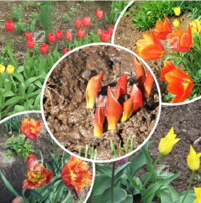 ��� ���������� ������ �������� ��������� ������