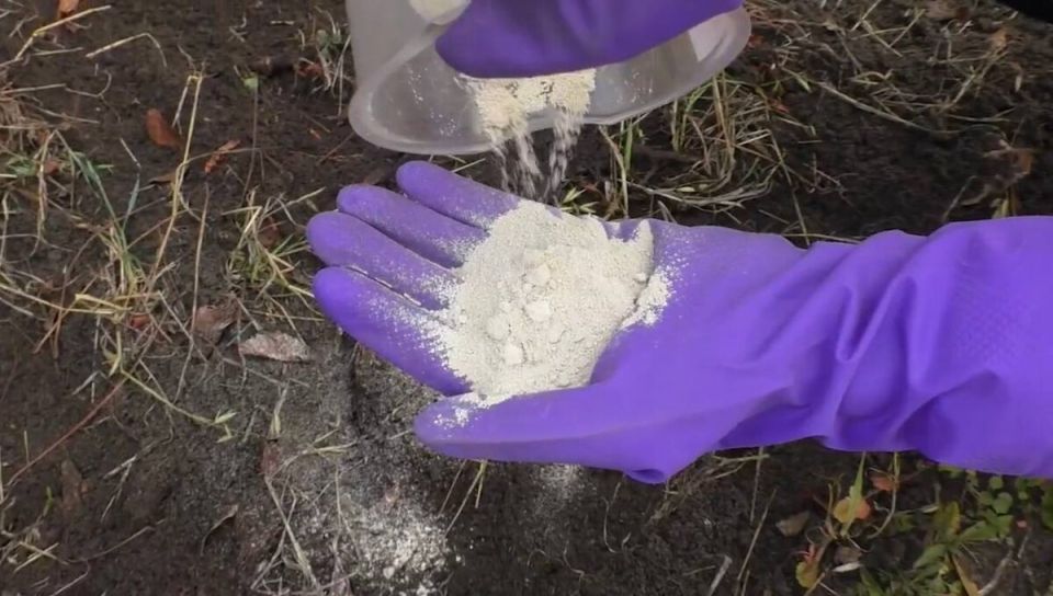 ����������� ����: ��� ��������� ������������ ��� ��������� ������