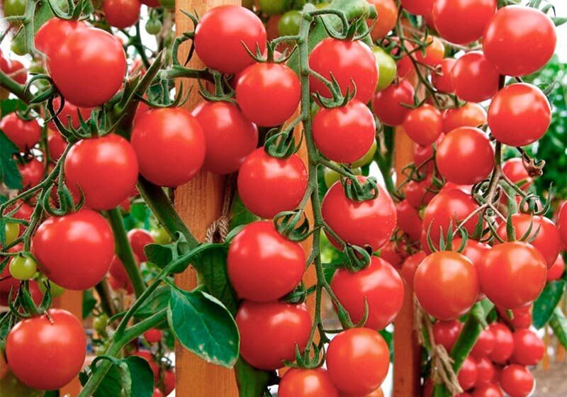 ����������� �������: ������� ������ ��������� ��� ��������� ������