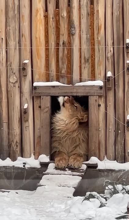 ���� ������ �� ������������ �������� ������ �� �������