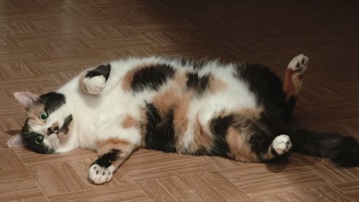 ���� ������, ������!. 8 ������� � ���� ���������� �����, ���� ������ �������, ���� �������� ��������� � ���� ������� ������� ����������� ��� ������