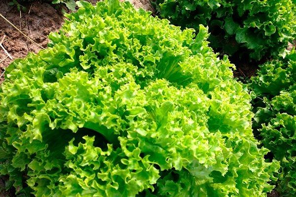 ��� ���������� ����� �������: ����������� ����� ��� ������, ����������� � ������