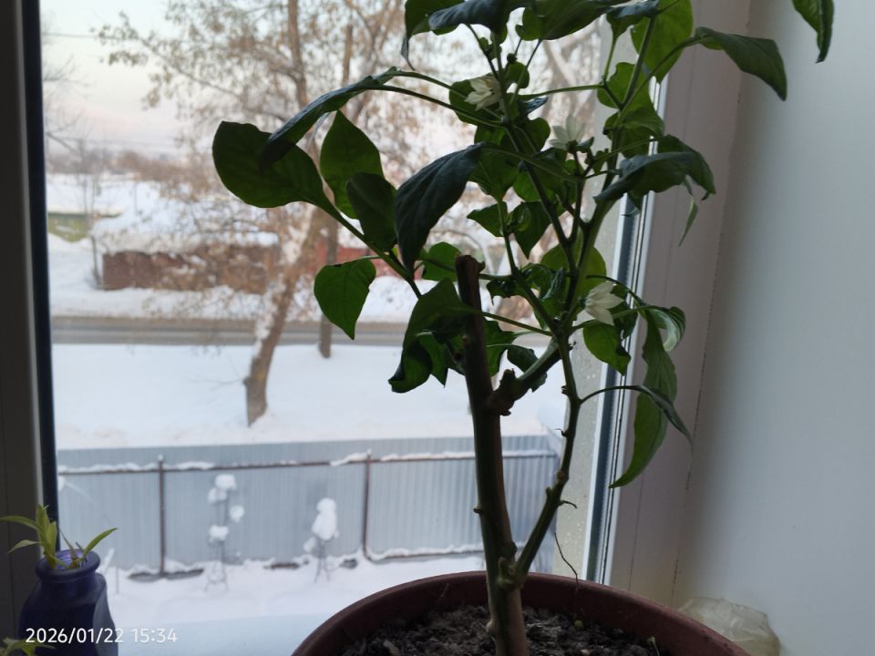 �������� ����� �� �����������: ������ ��� �������� � ������� ���������