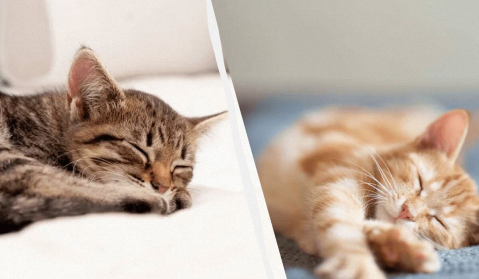 ������ ����� ����� ���� ������: ������������ ������� � ������ ��� ���������� ������