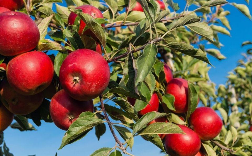 Весенние секреты успешной посадки плодовых деревьев