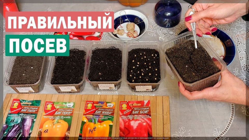 ������, ������� ����� ���� ������� �����: ��� �� ����� ������ ��� �������