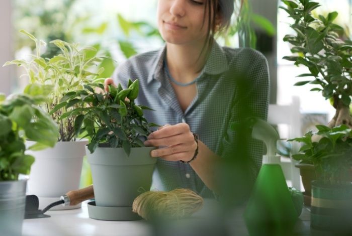 Легкий уход за домашними растениями: советы для начинающих
