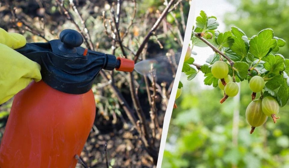 ��� ������ ���������� ���������� ��������� ����: ����������� ������� ��� �����