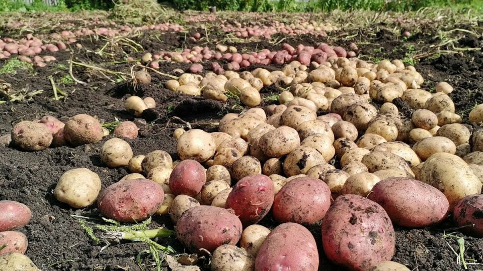 ��� ���������� ����������� ����� ��� ����� ��������