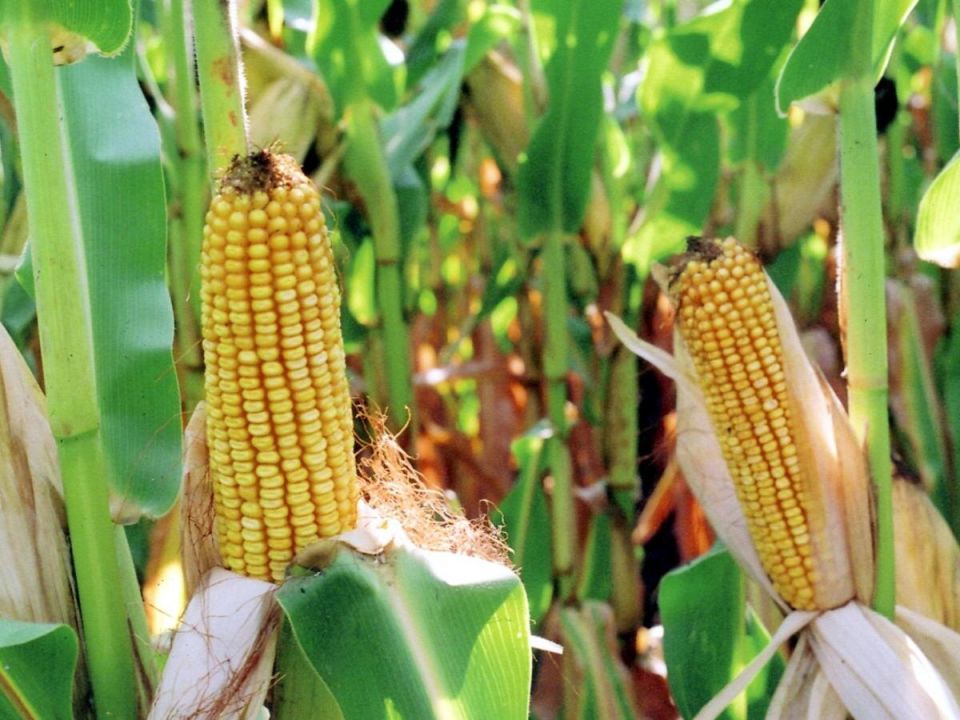 �������� ��� ��������� �������: ��� ��������� ����� ��� ��������� ������