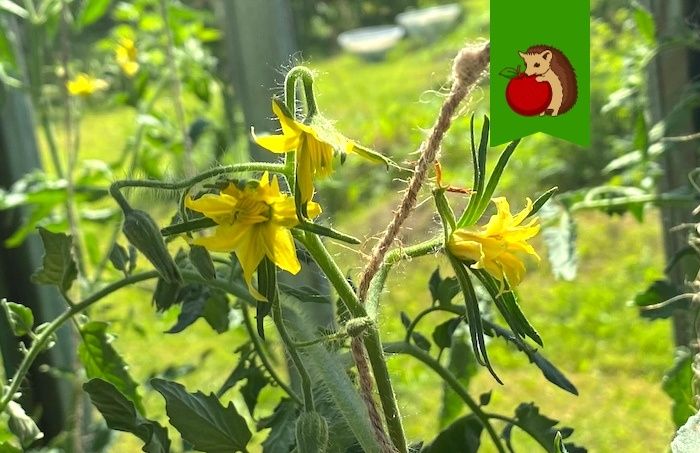 ��� ���������� ��������� ������ ������� � ������ ��������: ������� �������� ���������