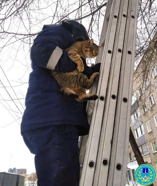 Добрые новости: спасатели помогли бездомному коту в Заволжском районе Добрые новости: спасатели помогли бездомному коту в Заволжском районе