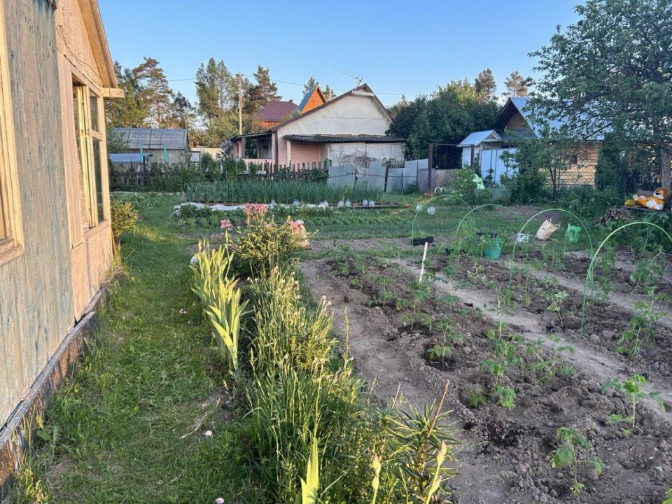 Эффективные способы борьбы с осиным гнездом на даче