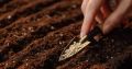 Секреты успешного посева семян: когда и как не ошибиться